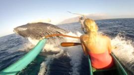 Humpback whale surfacing under canoe's prow