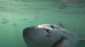 Great White Shark
