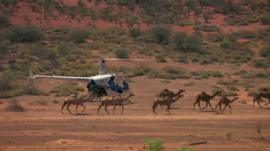 A camel herd being rounded up by a helicopter.