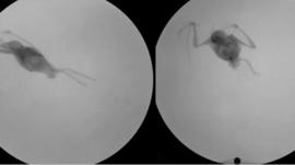 X-ray footage of bats