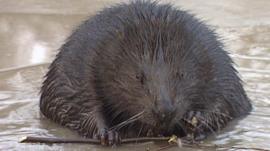 Beaver