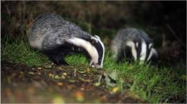Badgers
