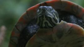 Terrapin
