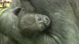 Baby Gorilla