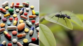 Antibiotics + ants