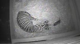A tiger birth is caught on hidden camera