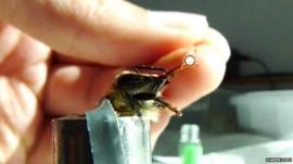 Bee in a proboscis extension reflex test (c) Daren Eiri