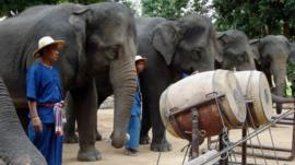 Elephants with their instruments