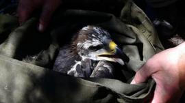 A golden eagle in a bag