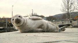 Seal pup