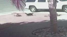 Cat chases off dog after it attacks child