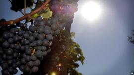 Grapes