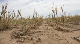 Drought conditions