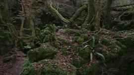 Forest of Dean