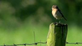 Bird in field