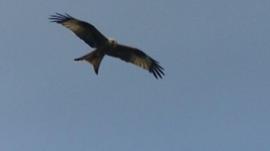 Red kite