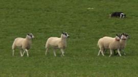 Sheepdog trials, Gloucestershire