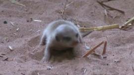 The baby meerkat