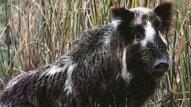 Wild pig in US