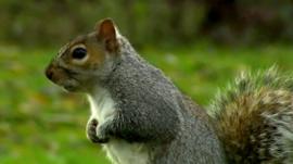 Grey squirrel