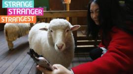 Sheep cafe