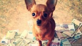 A chihuahua standing on a pile of currency notes