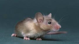 Mouse