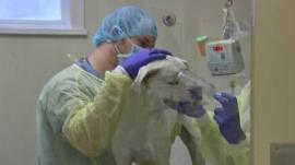 Dog receiving treatment