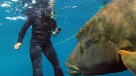 Diver Tony Fonte swims with a giant Maori Wrasse in the Great Barrier Reef