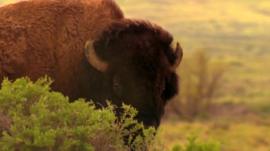Bison roam the American Prairie Reserve