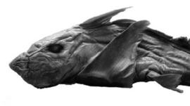 Chimaera bahamaensis or Bahamas ghost shark