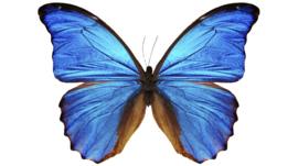 Blue morpho butterfly