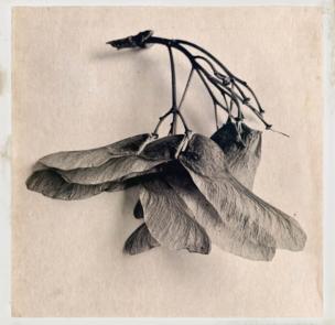 A bunch of mapleseeds positioned against a blank background