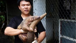Một con tê tê được chữa trị vết thương tại trung tâm Nghiên cứu và Bảo tồn Động vật Hoang dã Việt Nam