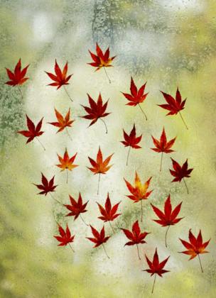 Dead leaves pressed against a window in a pattern