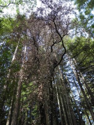 Árboles de California