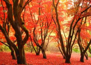 Bright red trees within a forest in Sussex