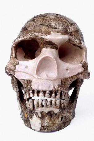 Skhul skull