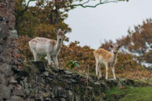 Two deer in a park in Leicestershire