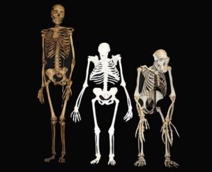 Comparisons of Australopithecus sediba to a human and a chimp