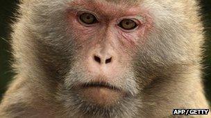 A rhesus macaque monkey