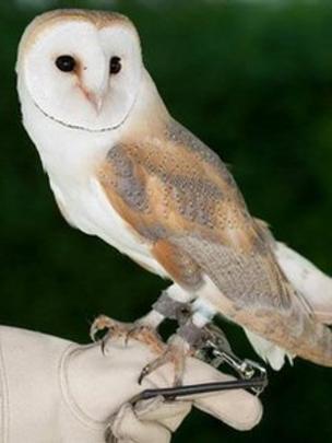Barn owl wedding ring