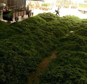 A view of the workers processing mounds of green tea leaves in a warehouse at the Merry View estate