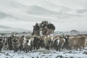 Herder Shohan's livestock on their spring migration route - copyright Timothy Allen