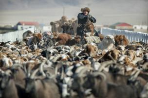 Herder Shohan's animals travel though a village before heading into open country - copyright Timothy Allen