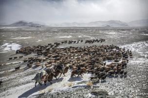 Herder Shohan's livestock on their spring migration route - copyright Timothy Allen