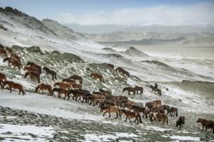 Animals head uphill on their migration route in the Altai Mountains, Mongolia - copyright Timothy Allen
