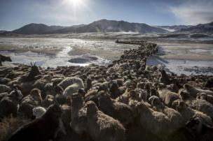 Herding animals across a frozen river in the snowy Altai Mountains in Mongolia - copyright Timothy Allen