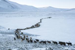 Herding animals across a frozen lake in the Altai Mountains in Mongolia - copyright Timothy Allen