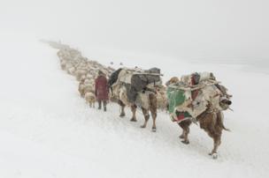Camels carry provisions for nomads herding livestock through Mongolia's snowy Altai Mountains - copyright Timothy Allen